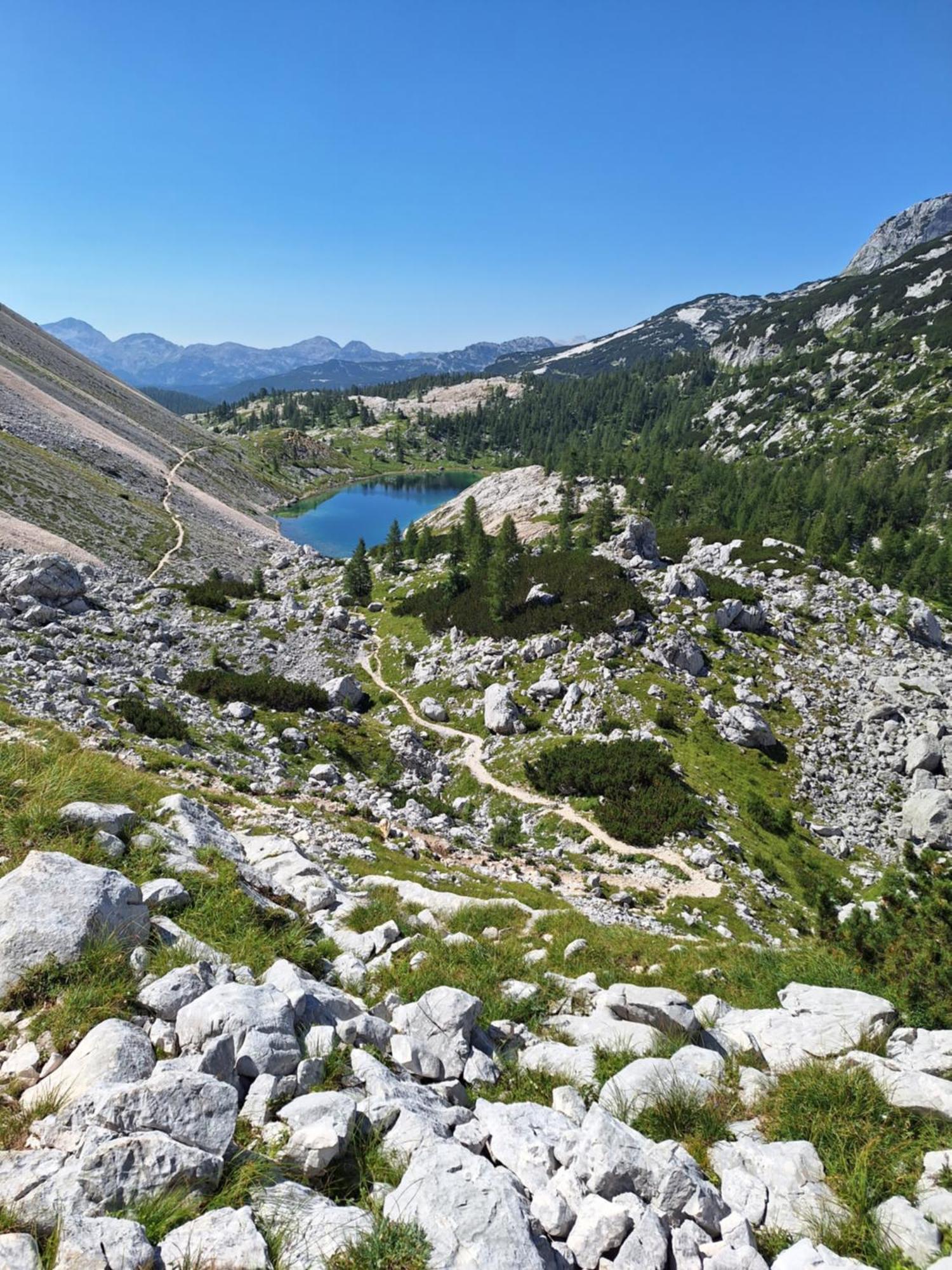 Alpska Roza Kranjska Gora